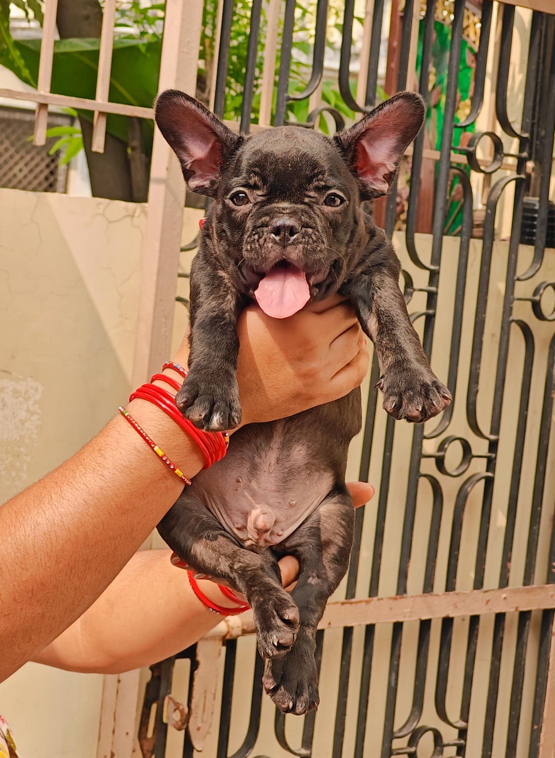 French Bulldog